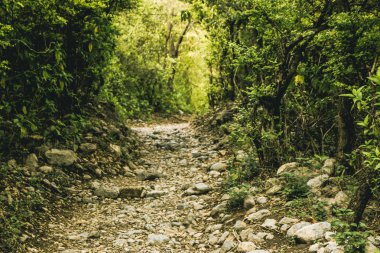Karanlık ormanda yol