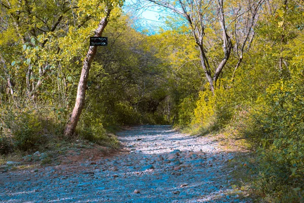 Patika Orman ağaçları arasında aracılığıyla — Stok fotoğraf