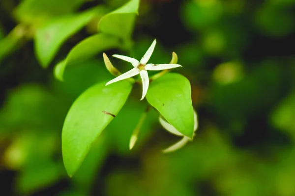 Flor blanca en rama — Foto de Stock