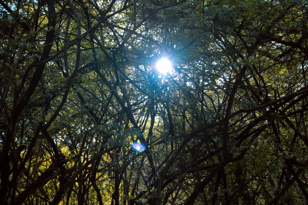 Luz solar que pasa a través de ramas de árboles — Foto de Stock