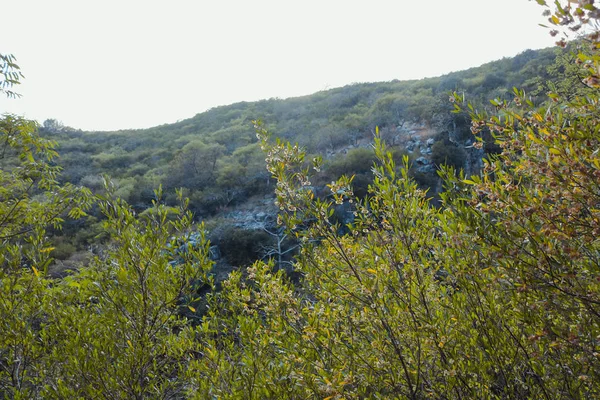 Berge grünes Gras — Stockfoto