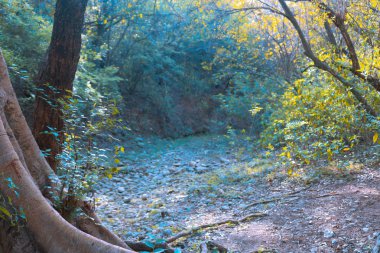 Sihirli karanlık ormanda yol