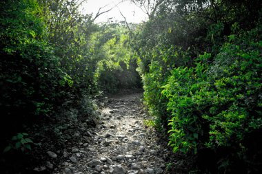 Karanlık ormanda yol