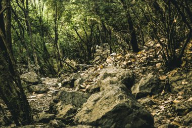 Karanlık ormanda yol