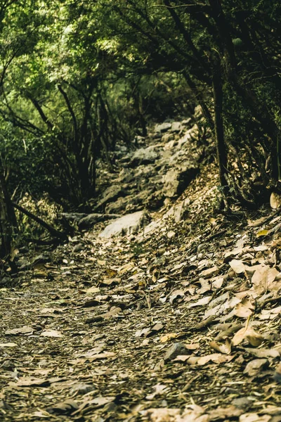 Karanlık ormanda yol