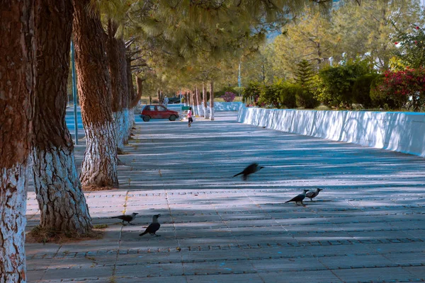 Manier wandelen in het park — Stockfoto