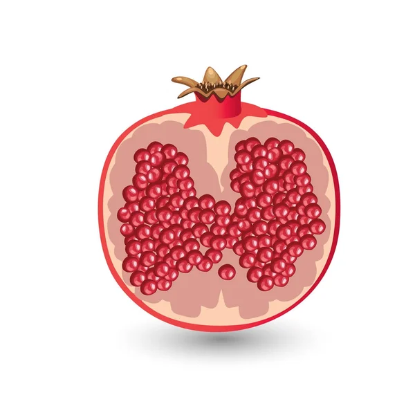 Red ripe pomegranate — Stock Vector