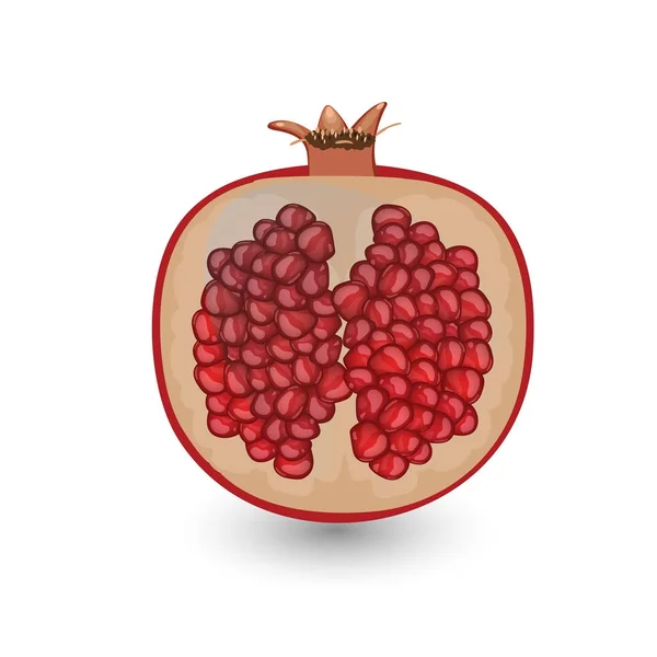 Roter reifer Granatapfel — Stockvektor