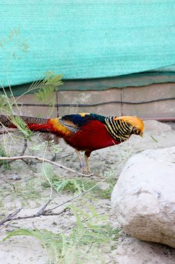 Güzel kırmızı yaban hayatı, gündüz de Peacock'da resmini closeup
