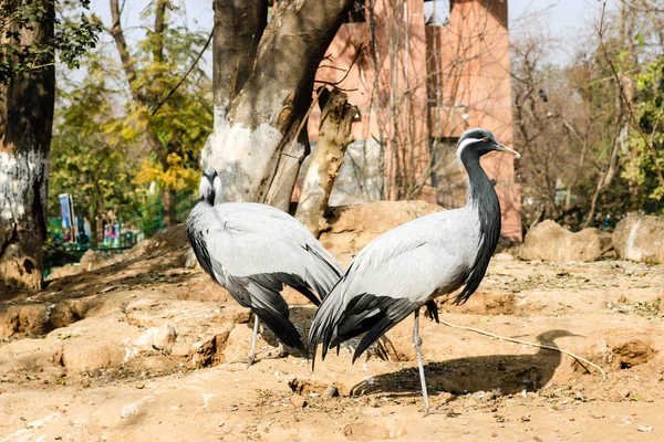 Belo Par Pavões Brancos Vida Selvagem Durante Dia — Fotografia de Stock