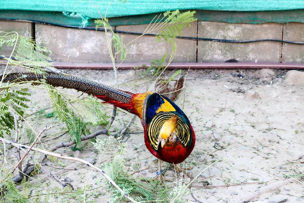 Nahaufnahme Eines Schönen Bildes Von Rotem Pfau Wildtieren Bei Tag — Stockfoto