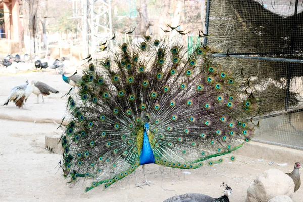 Amazing Peacock Opened Tail Daytime — Stock Photo, Image