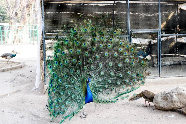 Amazing Peacock Opened Tail Daytime — Stock Photo, Image