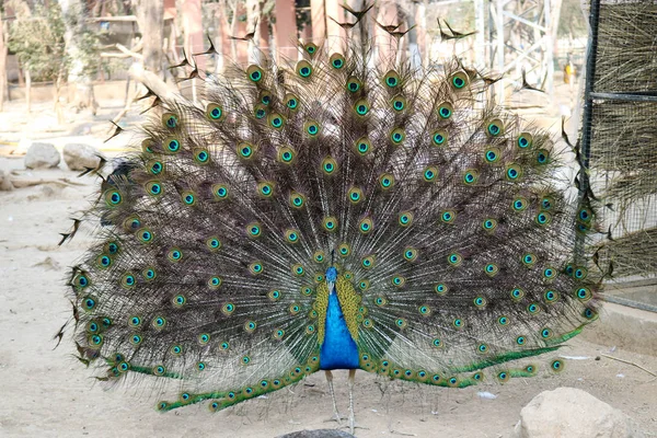 Tagsüber Erstaunlicher Pfau Mit Geöffnetem Schwanz — Stockfoto