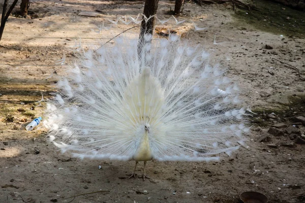 Schöner Weißer Pfau Mit Geöffnetem Schwanz Steht Zoo — Stockfoto