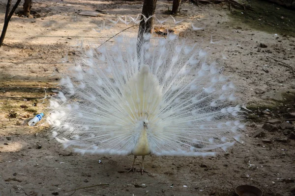 Hermoso Pavo Real Blanco Con Cola Abierta Pie Zoológico — Foto de Stock