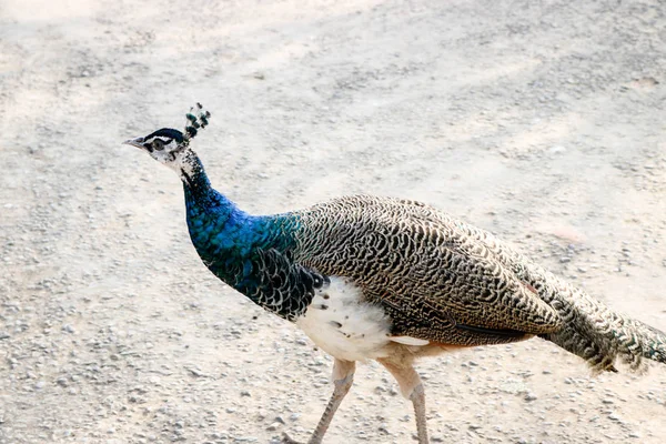 Close Belo Pavão Andando Chão Zoológico — Fotografia de Stock