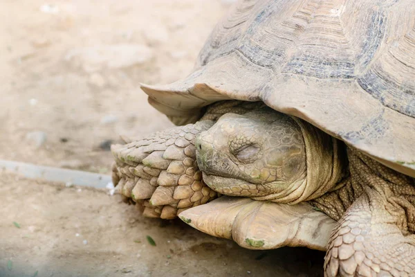 Closeup of cute big turtle in wildlife at daytime