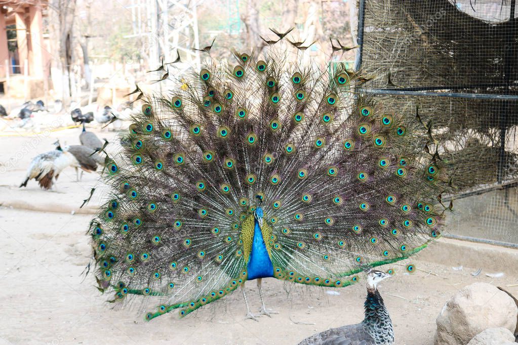 Amazing peacock with opened tail at daytime 