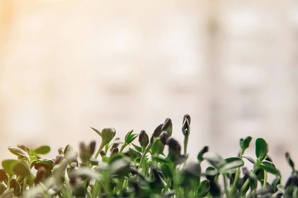 Природна Зелена Рослина Променях Сонця — стокове фото
