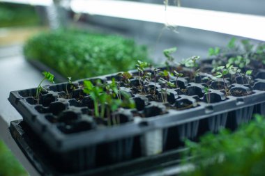 Fesleğenli ve yeşil sebzeli hidrofonik çiftlik.