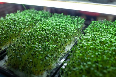 Yeşil hardallı ve sebze yetiştiren hidrofonik çiftlik.