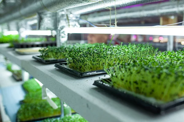 hydroponic farm with green mustard and growing vegetables