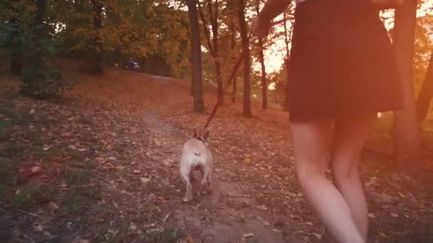 fiatal barna nő séta őszi parkban francia bulldog