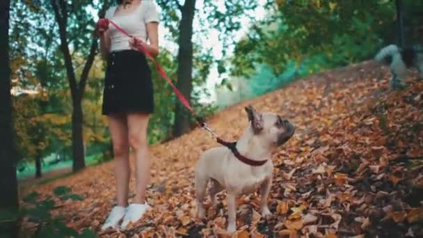 Молода брюнетка, що йде в осінньому парку з французьким бульдогом — стокове відео
