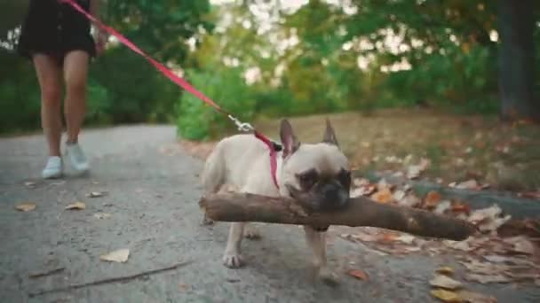 Junge brünette Frau spaziert mit französischer Bulldogge im Herbstpark — Stockvideo