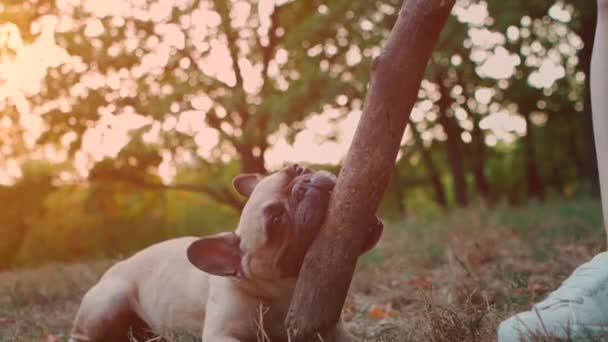 Jovem morena caminhando no parque de outono com bulldog francês — Vídeo de Stock