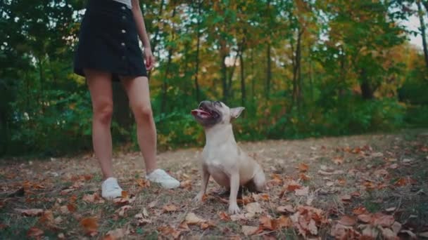 Młoda brunetka spacer w jesiennym parku z francuskim buldogiem — Wideo stockowe