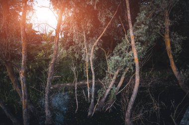 Gün batımında yeşil yapraklar içinde eski kuru ağaçlar.