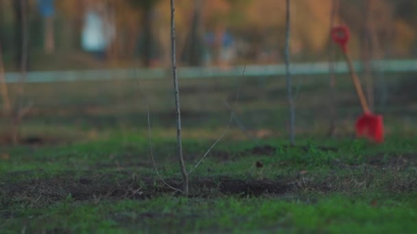 Kertész nő öntözés fiatal fák a nyári kertben — Stock videók