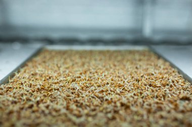 Çürümüş buğday ve sebze yetiştiren hidrofonik çiftlik.