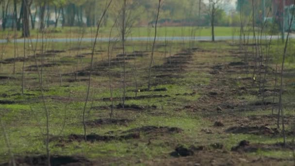 Groene tuin met jonge vers geplante bomen — Stockvideo