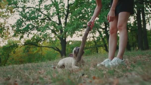 Jong brunette vrouw wandelen in de herfst park met franse bulldog — Stockvideo