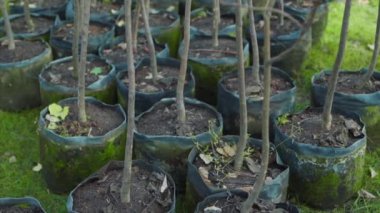 Genç ağaçların gövdeleri saksıda yeniden ağaçlandırılıyor.