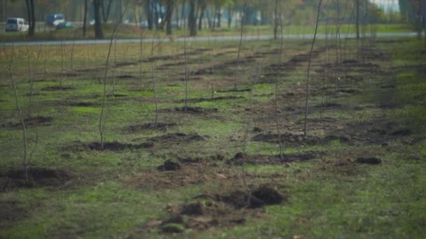 Groene tuin met jonge vers geplante bomen — Stockvideo