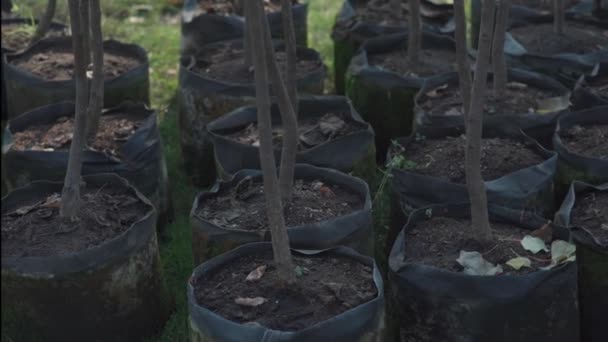 Herbebossing van jonge boomstammen in potten — Stockvideo