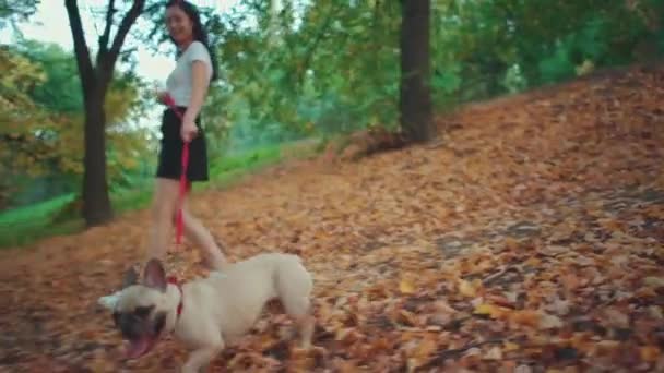 Jong brunette vrouw wandelen in de herfst park met franse bulldog — Stockvideo