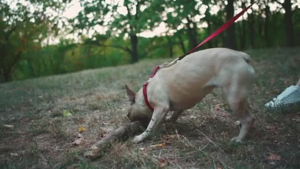 Junge brünette Frau spaziert mit französischer Bulldogge im Herbstpark — Stockvideo