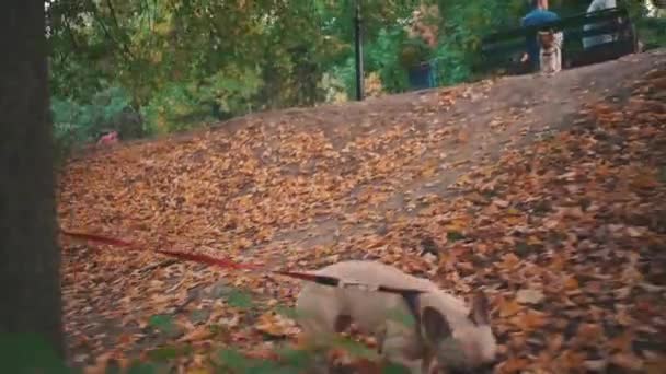 Ung brunett kvinna promenader i höstpark med fransk bulldogg — Stockvideo
