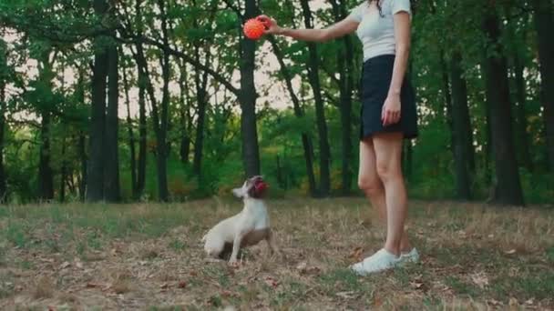 Giovane donna bruna che cammina nel parco autunnale con bulldog francese — Video Stock