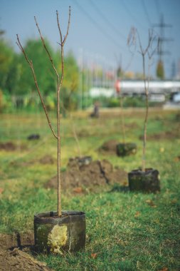 Yeşiller parkında bahçe aletleriyle yeni ağaçlar dikmek