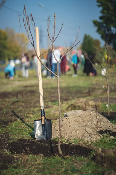 Yeşiller parkında bahçe aletleriyle yeni ağaçlar dikmek — Stok fotoğraf