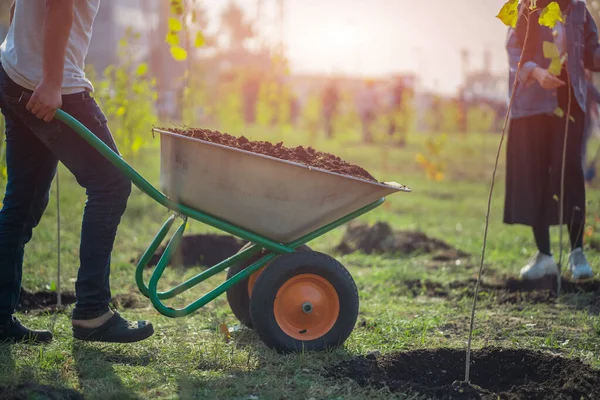 Yeşiller parkında bahçe aletleriyle yeni ağaçlar dikmek — Stok fotoğraf