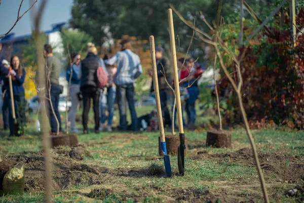 Sadzenie nowych drzew narzędziami ogrodniczymi w zielonym parku — Zdjęcie stockowe