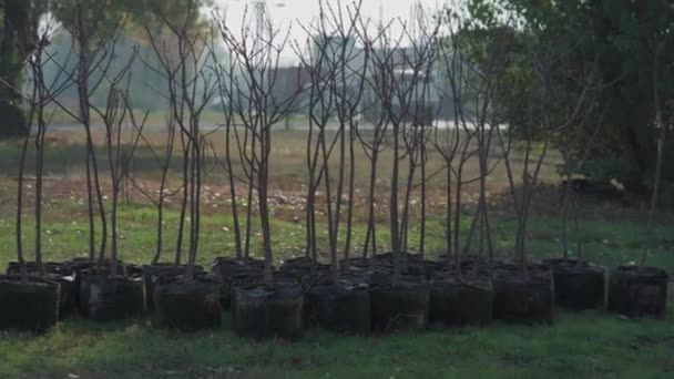 Conjunto de reforestación de troncos de árboles jóvenes en macetas — Vídeo de stock