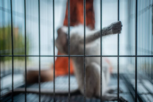 Násilí a týrání vyděšených opic v kleci — Stock fotografie